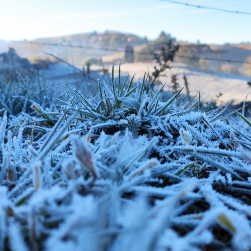 O Sul Gelou! Como Enfrentar a Frente Fria Recorde e Salvar Suas Plantas